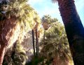 March 08 - Joshua Tree National Park